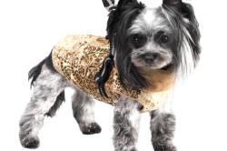 Moda na czterech łapach | Najnowsze trendy w ubrankach dla psów