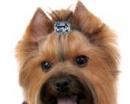 Biżuteria dla psów spinka prostokąt błękitny