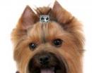 Biżuteria dla psów spinka prostokąt naturalny