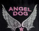 Ubranko dla yorka dres Angel Dog
