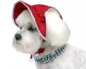 Czerwony kapelusz dla psa