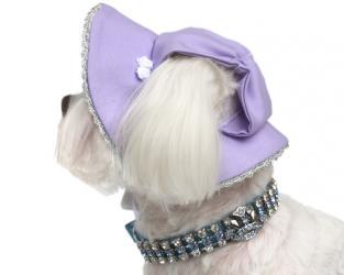 Fioletowy kapelusz dla psa