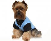 Koszulka dla psa niebieska lilia