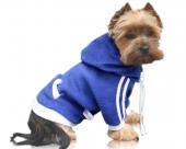 Ubranie dla psa dres niebieski