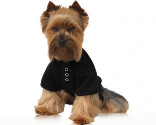 Ubranka dla psów koszulka dla psa czarna lilia
